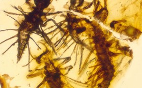 Tìm ra cục hổ phách 130 triệu tuổi, hé lộ cách trứng côn trùng cổ đại nở ra như thế nào