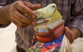 Truyền thống bói toán kỳ lạ nhất của người Iran: bói mọi lúc mọi nơi, vận mệnh đôi khi phụ thuộc vào một con chim