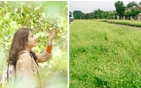 Trường ĐH duy nhất Việt Nam có vườn táo, vườn hoa cải được phép ăn tẹt ga, sống ảo cực chất chỉ với 15 nghìn