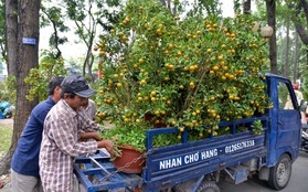 Bị đòi lại mặt bằng, tiểu thương trong công viên Hoàng Văn Thụ giảm giá hoa từ 1 triệu xuống 200 nghìn, tiếp tục ra vỉa hè bán đến giao thừa