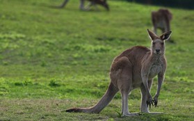 Đi săn kangaroo, nam thanh niên bị con mồi "trả đũa" đau đớn