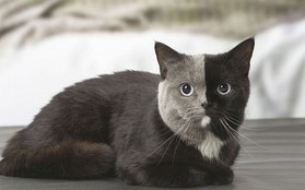 Gặp gỡ bé mèo Anh lông ngắn mặt hai màu được cả thế giới Instagram yêu thích