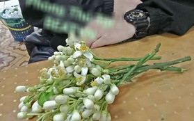 Góc tán gái lạ: Lần đầu gặp đã tặng hoa bưởi để bàn thờ cho thơm