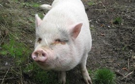Được nhận nuôi từ trung tâm động vật, tưởng rằng chú lợn sẽ có mái ấm hạnh phúc nào ngờ nhận ngay kết cục bi thảm