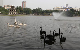 Người tặng thiên nga thả ở Hồ Gươm: "Tôi rất buồn và có lẽ đầu hàng dư luận thôi"