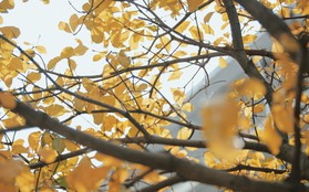 Bách Khoa, Sư Phạm mùa cây thay lá, đẹp dịu dàng như thu ở trời Âu