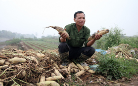 Hà Nội: Nông dân ngậm ngùi vứt bỏ hàng trăm tấn củ cải trắng vì không bán được