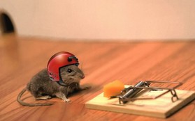 Bẫy chuột thông minh cho dân Hi-Tech, kết nối cả Wi-Fi để báo đã "sập mồi" thành công