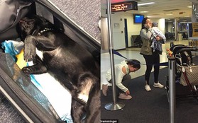 Chú chó bulldog chết thảm trên chuyến bay của United Airlines sau khi tiếp viên hàng không yêu cầu nhét vào khoang hành lý