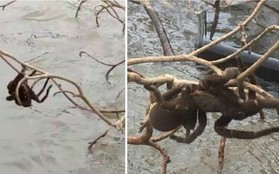 Lũ lụt tại Úc "phơi bày" cả nhện khổng lồ - cơn ác mộng của vô số người trên thế giới