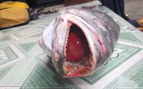 Xôn xao ngư dân Quảng Nam bắt được cá sủ vàng nặng hơn 10 kg, trị giá tiền tỷ