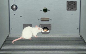 Thử nghiệm thuốc trên "chuột ảo" sẽ cứu sống được 60.000 động vật thí nghiệm mỗi năm