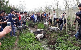 Chó săn và lợn rừng "tử chiến": Hành động đầy phản cảm, gây nguy hiểm không thể chấp nhận