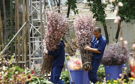 Hàng trăm công nhân tất bật chuẩn bị cho Lễ hội hoa anh đào tại Hà Nội