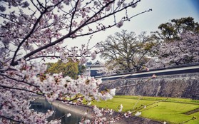 Ghé thăm Kumamoto - một trong "Tam đại Quốc bảo thành" định hình lịch sử của Nhật Bản