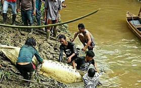 Mổ bụng cá sấu, tá hỏa phát hiện chân tay người