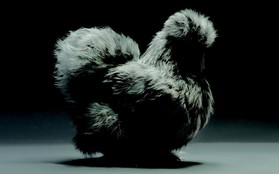 Chiêm ngưỡng vẻ đẹp siêu cấp của những loài gà khắp nơi trên thế giới
