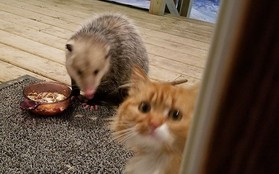 [Vui] Thêm một chú mèo nổi như cồn trên mạng vì phản ứng cực dễ thương khi bị cướp đồ ăn