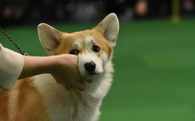 Hàn Quốc: Người đàn ông giết thịt chú chó Corgi nhà hàng xóm rồi mời chính chủ nhân không hay biết sang ăn