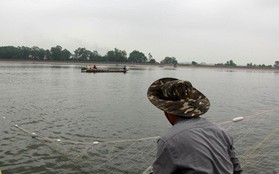 Thông tin bất ngờ: Quây lưới phát hiện rùa Hồ Gươm khổng lồ ở Sơn Tây