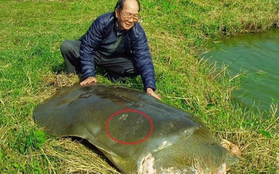 PGS Hà Đình Đức: Chưa thể khẳng định rùa ở hồ Xuân Khanh là "hậu bối" của rùa Hồ Gươm