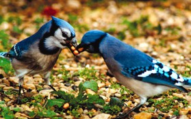 Tiết lộ thú vị từ khoa học: Loài chim cũng sở hữu "hormone tình yêu" giống con người