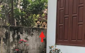 Nỗi ám ảnh của thanh niên sợ chó mà nhà hàng xóm lúc nào cũng có mấy con thập thò