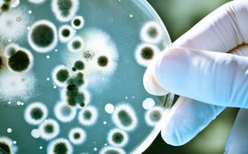 CDC Hoa Kỳ cảnh báo: Vi khuẩn "ác mộng" đang lan ra trên toàn nước Mỹ