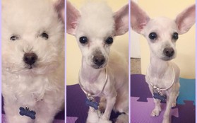 Bí mật mới được bật mí: Bên trong mỗi con poodle là 1 con chó phốc