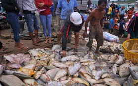 Điều tra nguyên nhân hơn 1,5 ngàn tấn cá bè bị chết đồng loạt