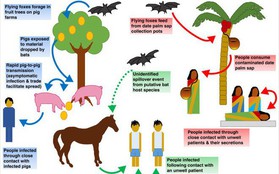 Một virus lạ hiếm gặp mới bùng phát và giết chết 9 người ở Ấn Độ, đây là những gì bạn cần biết về nó