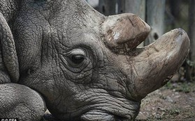 Rực sáng hy vọng hồi sinh loài tê giác trắng mới tuyệt chủng