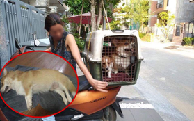 Người phụ nữ thuê chuyên gia chăm sóc chó 450k/ngày, 3 ngày sau đến đón thì thú cưng đã qua đời và nằm trong tủ lạnh