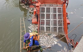 Cá lại chết hàng loạt trên kênh Nhiêu Lộc - Thị Nghè ở Sài Gòn
