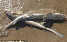 Cá mập chết hàng loạt, hơn 50 con dạt vào bờ biển Anh khiến giới khoa học lo ngại