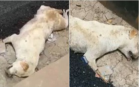 Dư luận Ấn Độ phẫn nộ vì nhóm công nhân thản nhiên rải nhựa đường lên một chú chó đang nằm ngủ