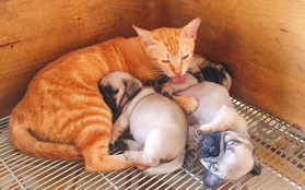 Quá buồn vì mất con nên mèo mẹ lén sang chăm sóc 3 chú chó con cho đỡ nhớ