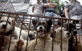 Tòa án tối cao Hàn Quốc ra phán quyết giết chó để ăn thịt là bất hợp pháp