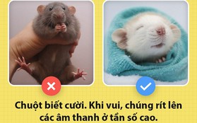 Alo! Là tôi, chuột đây! Và hy vọng nhờ câu chuyện này mà các ông sẽ thấy tôi đáng yêu hơn