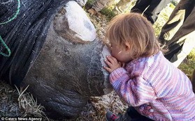 Khoảnh khắc ngọt ngào hiếm thấy: Bé gái nhẹ nhàng hôn chú tê giác bị cưa sừng khiến người lớn cũng phải lặng người suy ngẫm