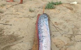 Xác cá mái chèo liên tục dạt vào bờ biển Quảng Bình - Hà Tĩnh