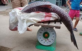 Yên Bái: Thêm một con cá trắm khổng lồ nặng 61kg sa lưới ngư dân trên hồ Thác Bà