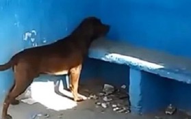 Chuyện khó hiểu một thời: Chú chó này bị gì mà dán mắt vào bức tường xanh tù tì 3 ngày liền thế kia?