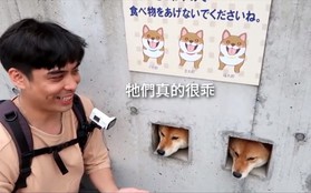 Chuyên thò đầu ra chào du khách, 3 chú chó Shiba biến tường nhà thành điểm du lịch nổi tiếng