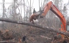 Video: Xót xa giây phút đười ươi 'ngăn' máy xúc phá rừng