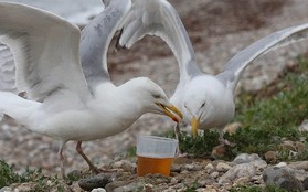 Hàng loạt chim hải âu ở bãi biển Anh đi đứng xiêu vẹo, nôn mửa khắp nơi vì say xỉn
