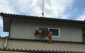 Chú ngựa đi lạc lên... mái nhà sau trận lũ quét ở Nhật Bản