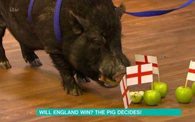 Cộng đồng mạng nước Anh đòi làm thịt "siêu lợn tiên tri" vì tội đoán sai kết quả trận bán kết World Cup Anh - Croatia