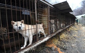 Cộng đồng thích ăn thịt chó Hàn Quốc phản đối phán quyết "cấm làm thịt" của tòa án và tuyên bố sẽ kiện tới cùng