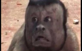 Trung Quốc: Chú khỉ nổi tiếng MXH vì có gương mặt thất thần giống hệt người vừa thua độ World Cup